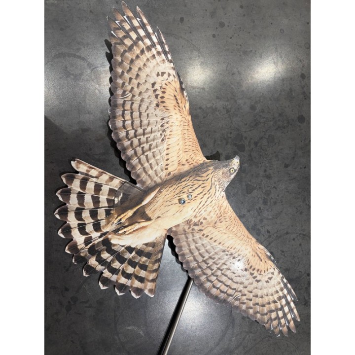 Scare Bird